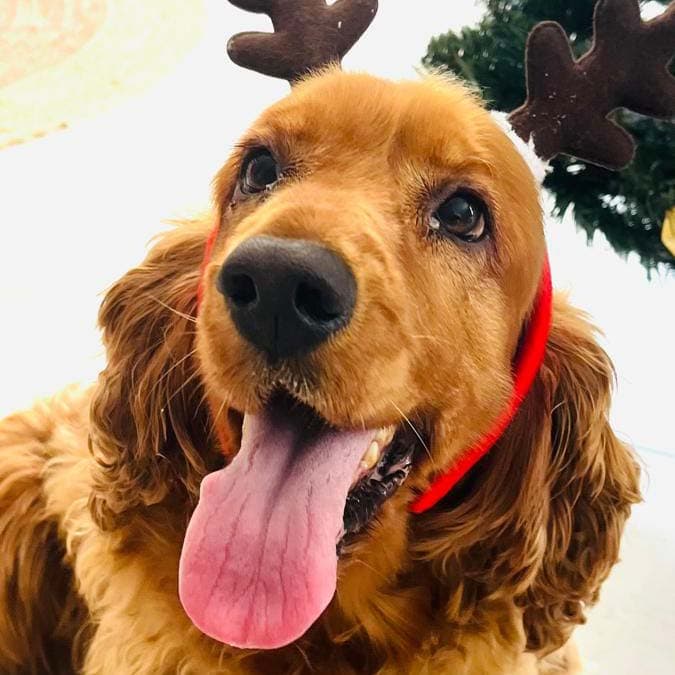 Jasper